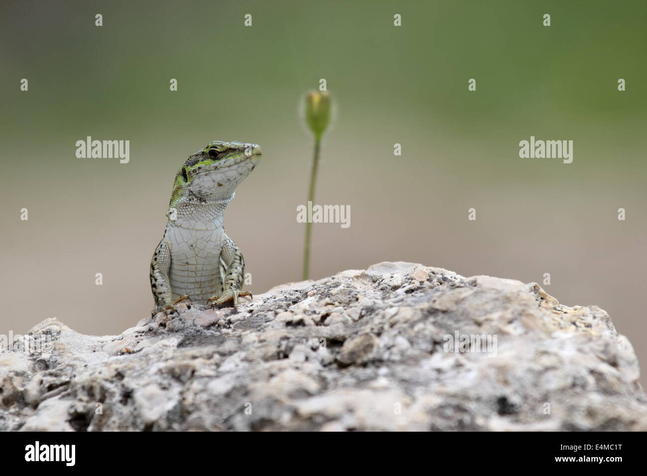 Italian wall lizard, Podarcis sicula, also known as ruin lizard or Istanbul lizard, basking on a rock Stock Photo