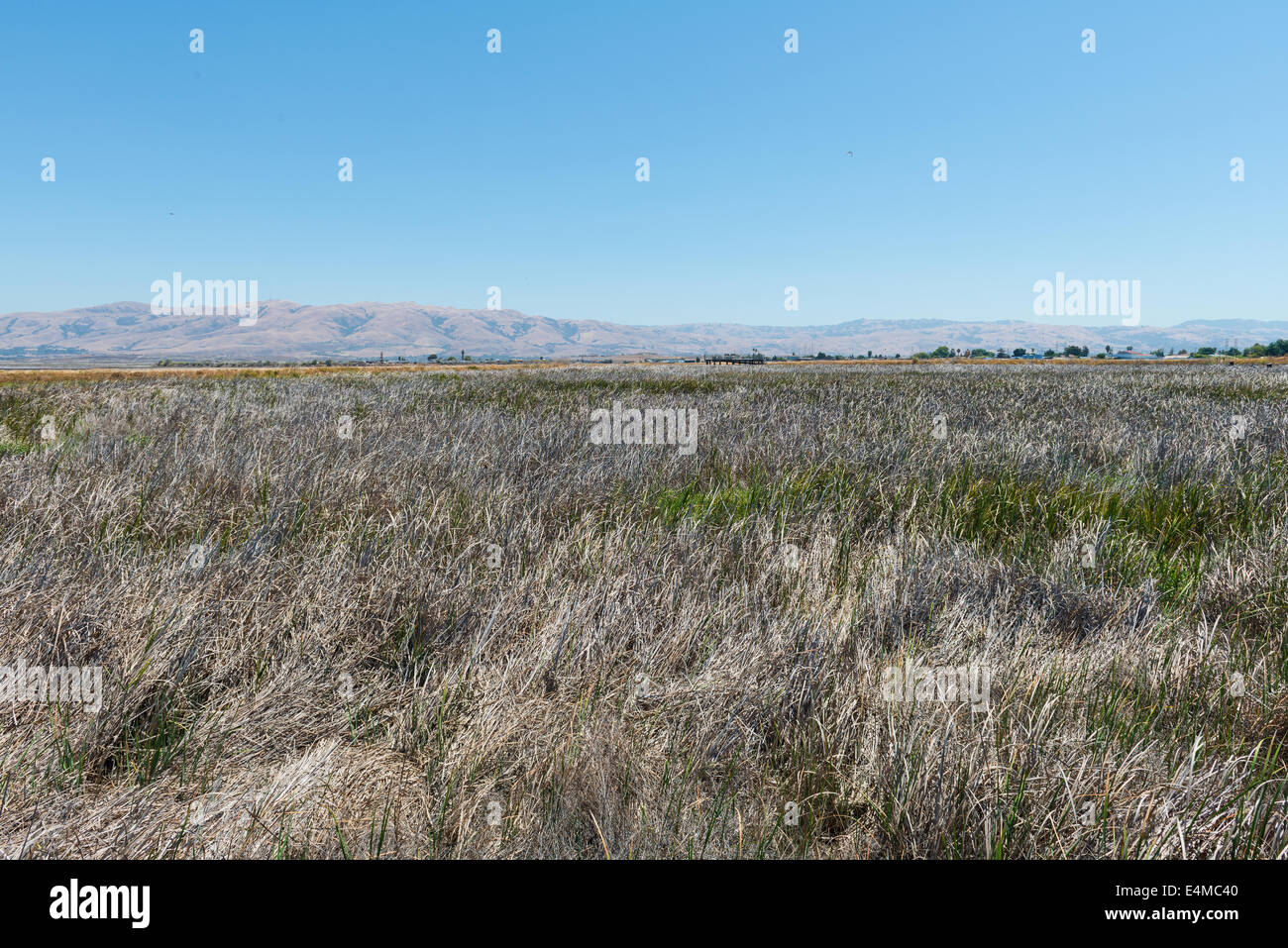 Grassland and brown hills, Alviso, California Stock Photo