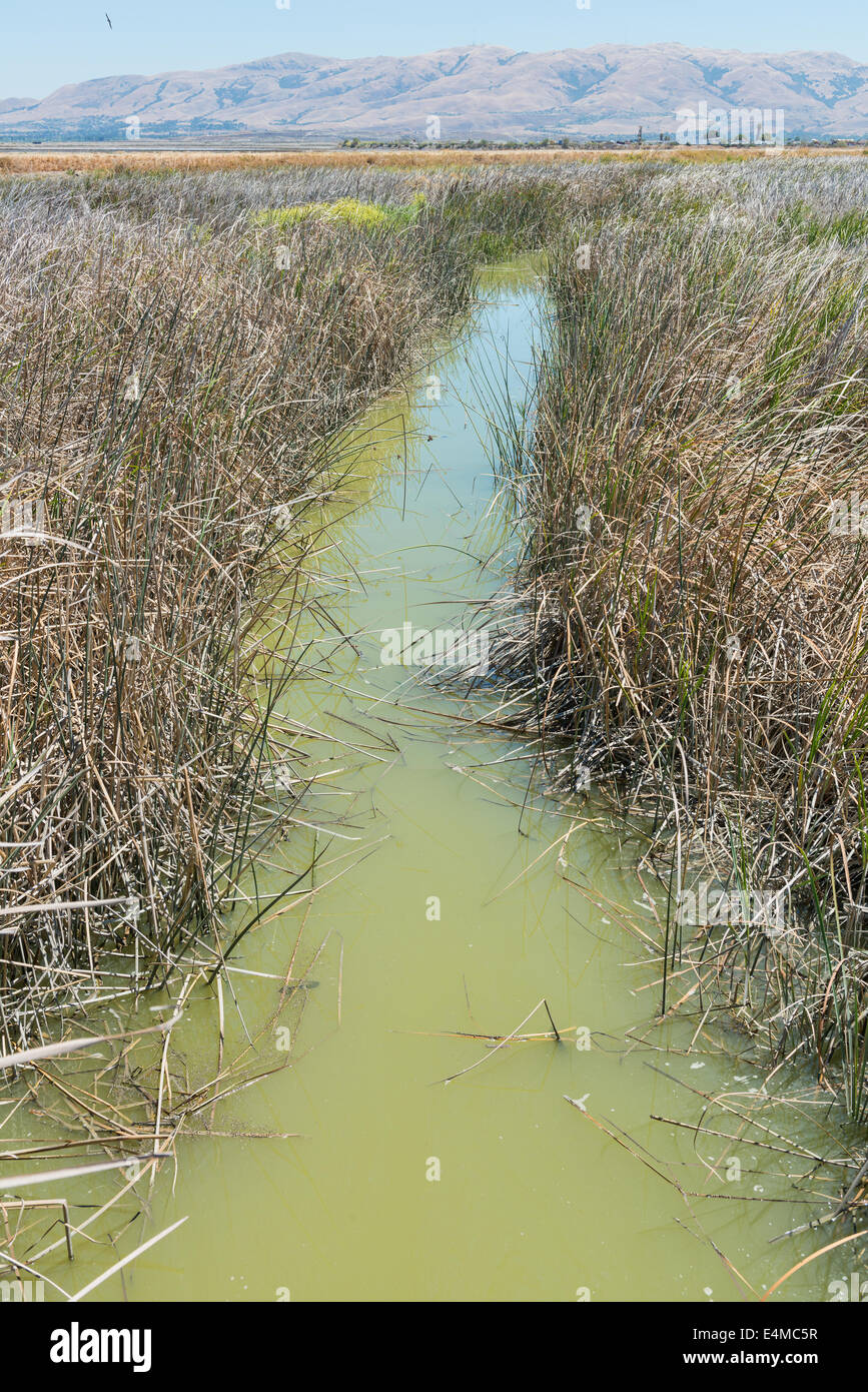 A green creek through grassland, Alviso, California Stock Photo