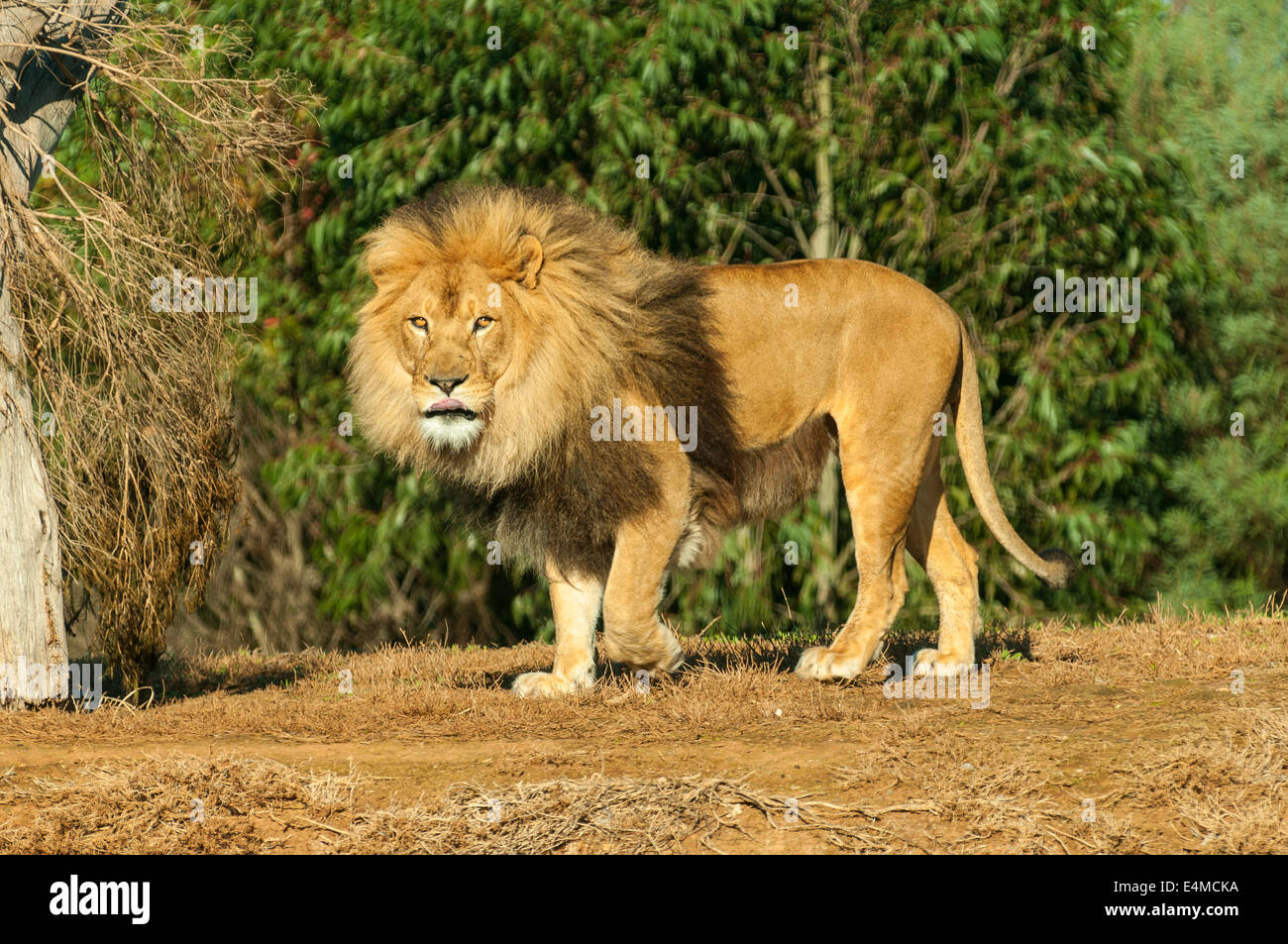 Melbourne zoo lion hi-res stock photography and images - Alamy