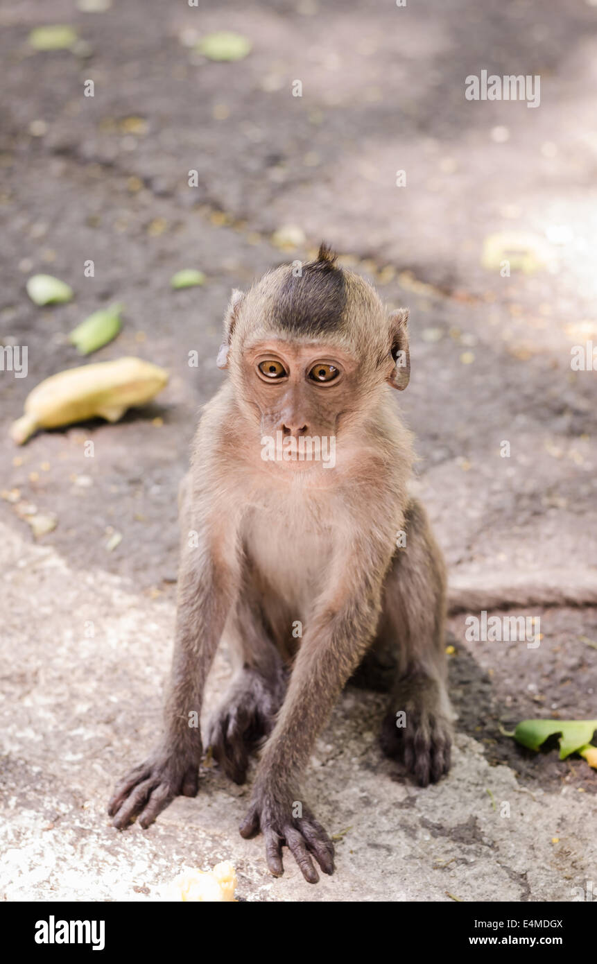 Cute monkeys A cute monkey lives in a natural forest of Thailand. Stock Photo