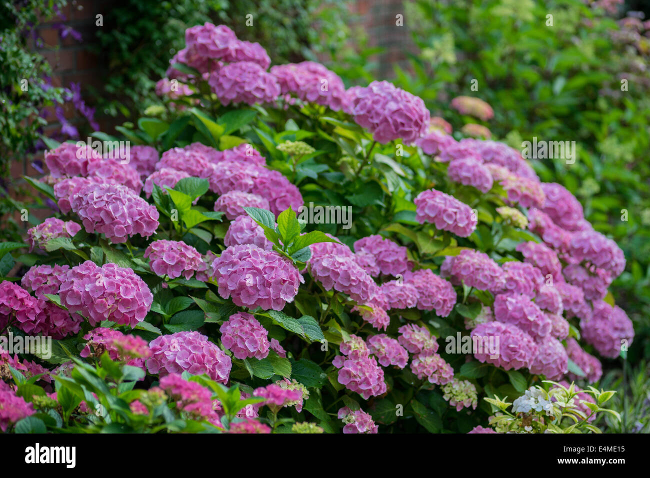 Purple hydrangea blossom Stock Photo