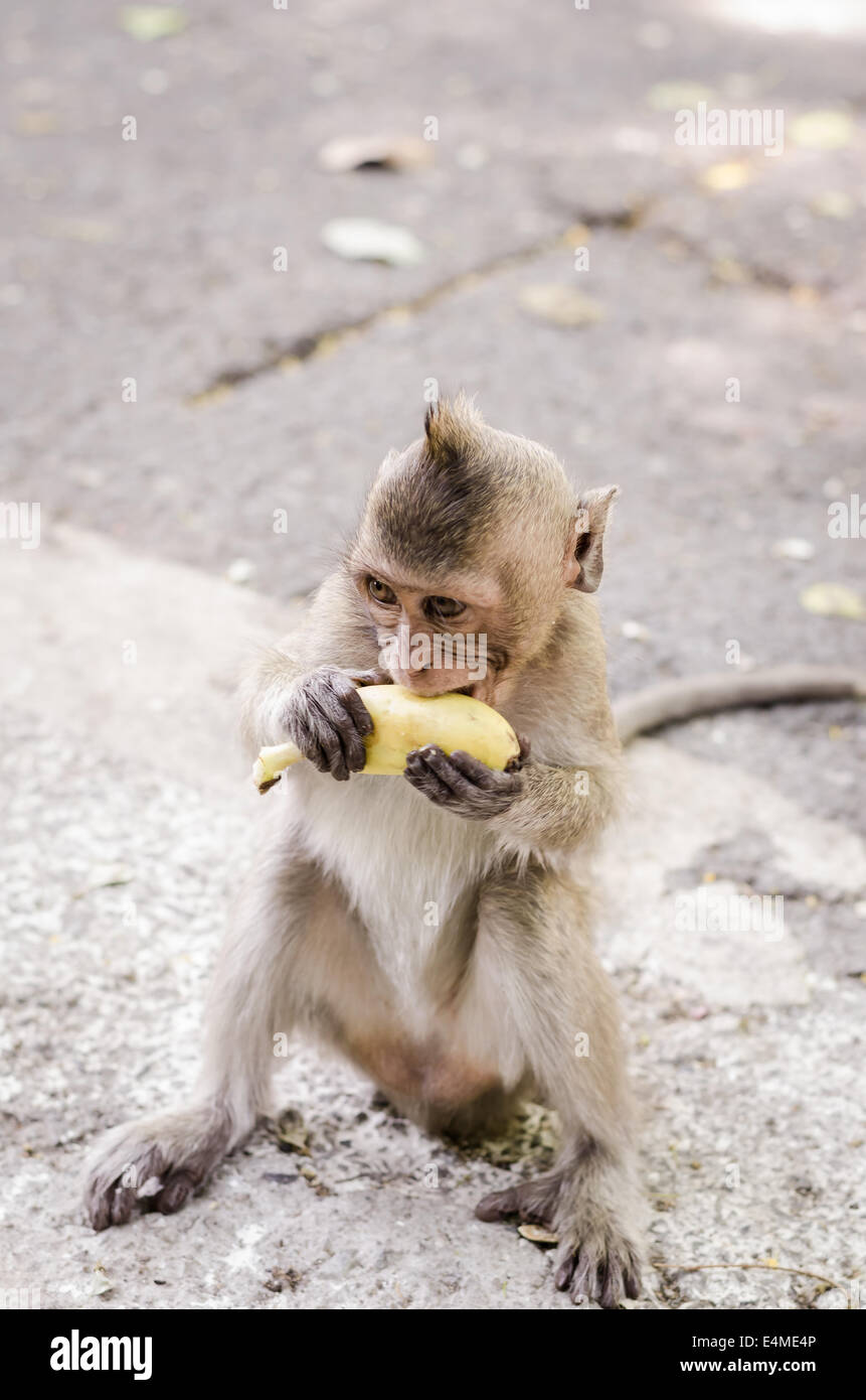 Cute monkeys A cute monkey lives in a natural forest of Thailand. Stock Photo