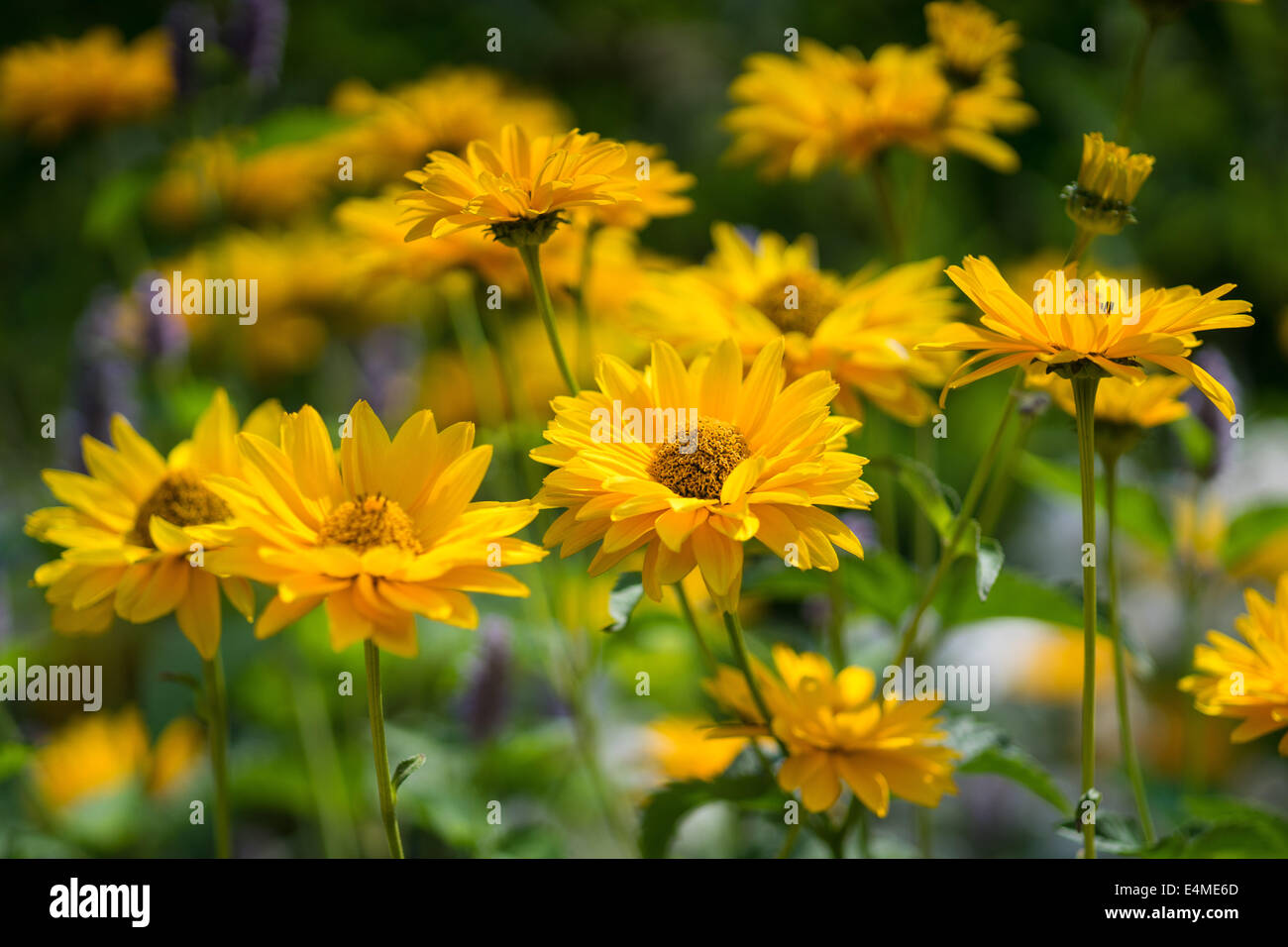Heliopsis helianthoides smooth oxeye false sunflower yellow flowers close up Stock Photo