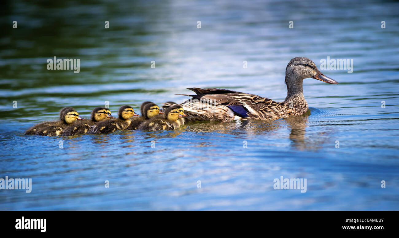 Female Mallard duck (Anas platyrhynchos) and adorable ducklings swimming in lake Stock Photo