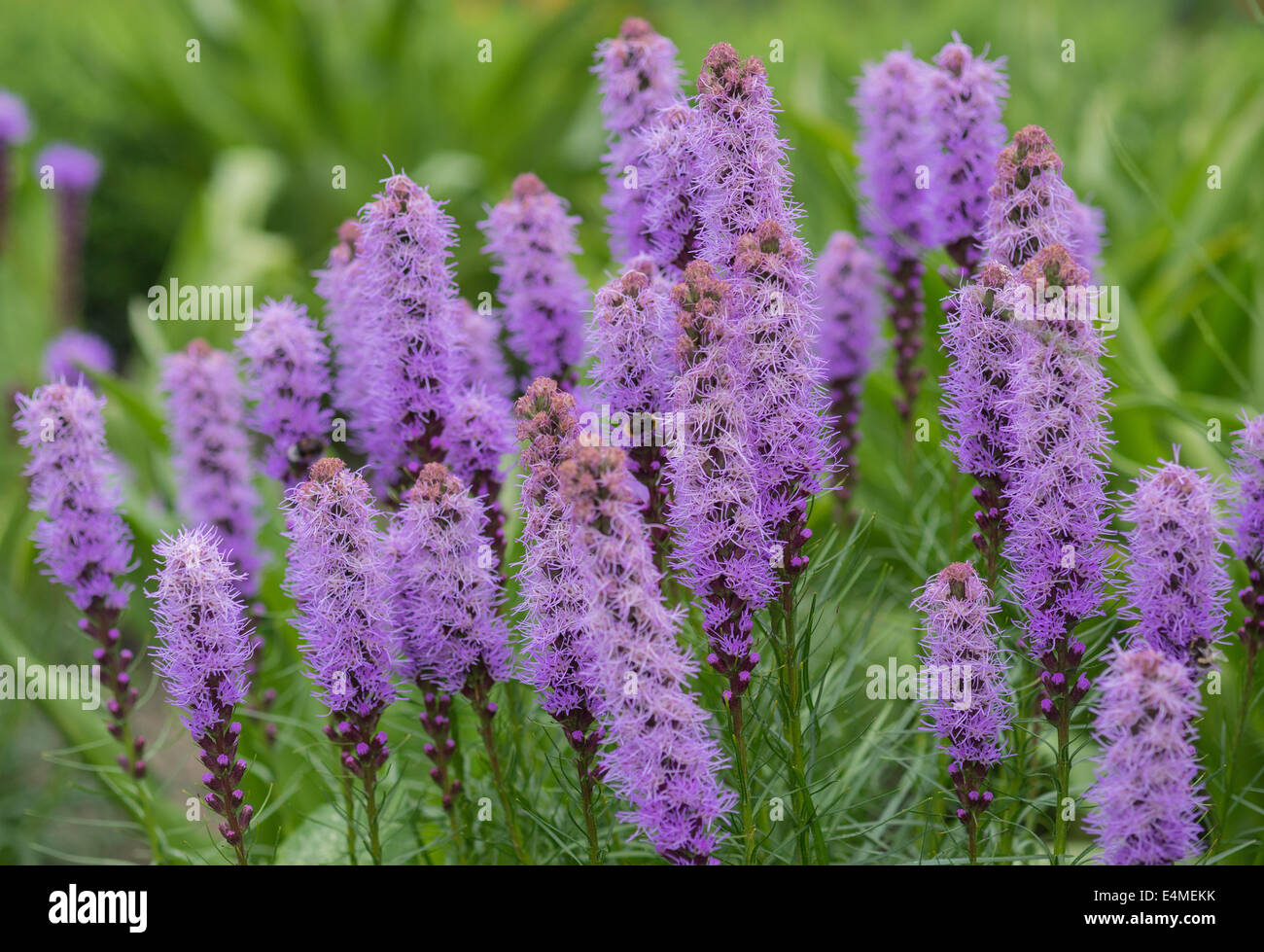 Blazing star purple flowers Liatris spicata Stock Photo