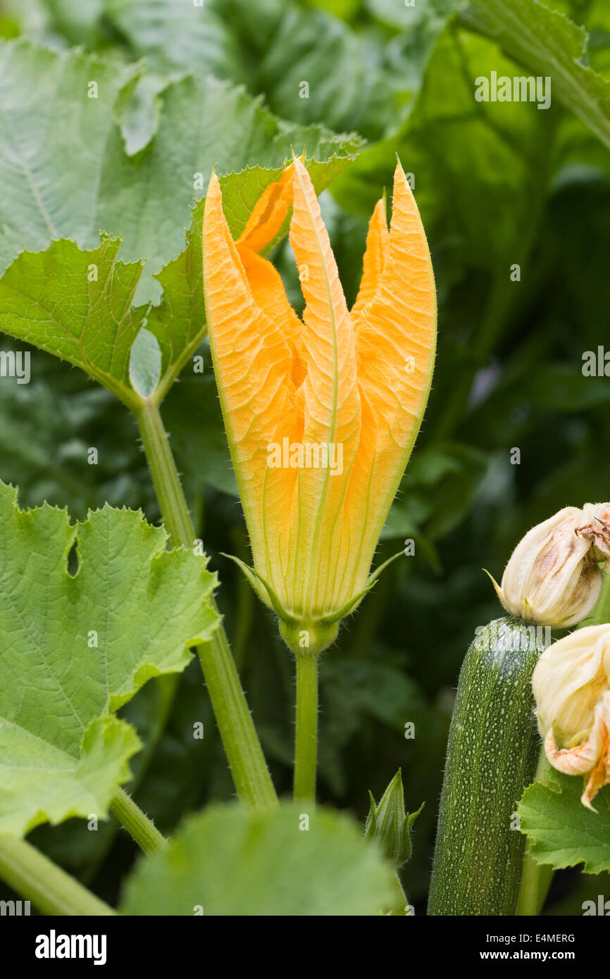 Cucurbita pepo fruit and flower growing outdoors. Courgette 'Defender