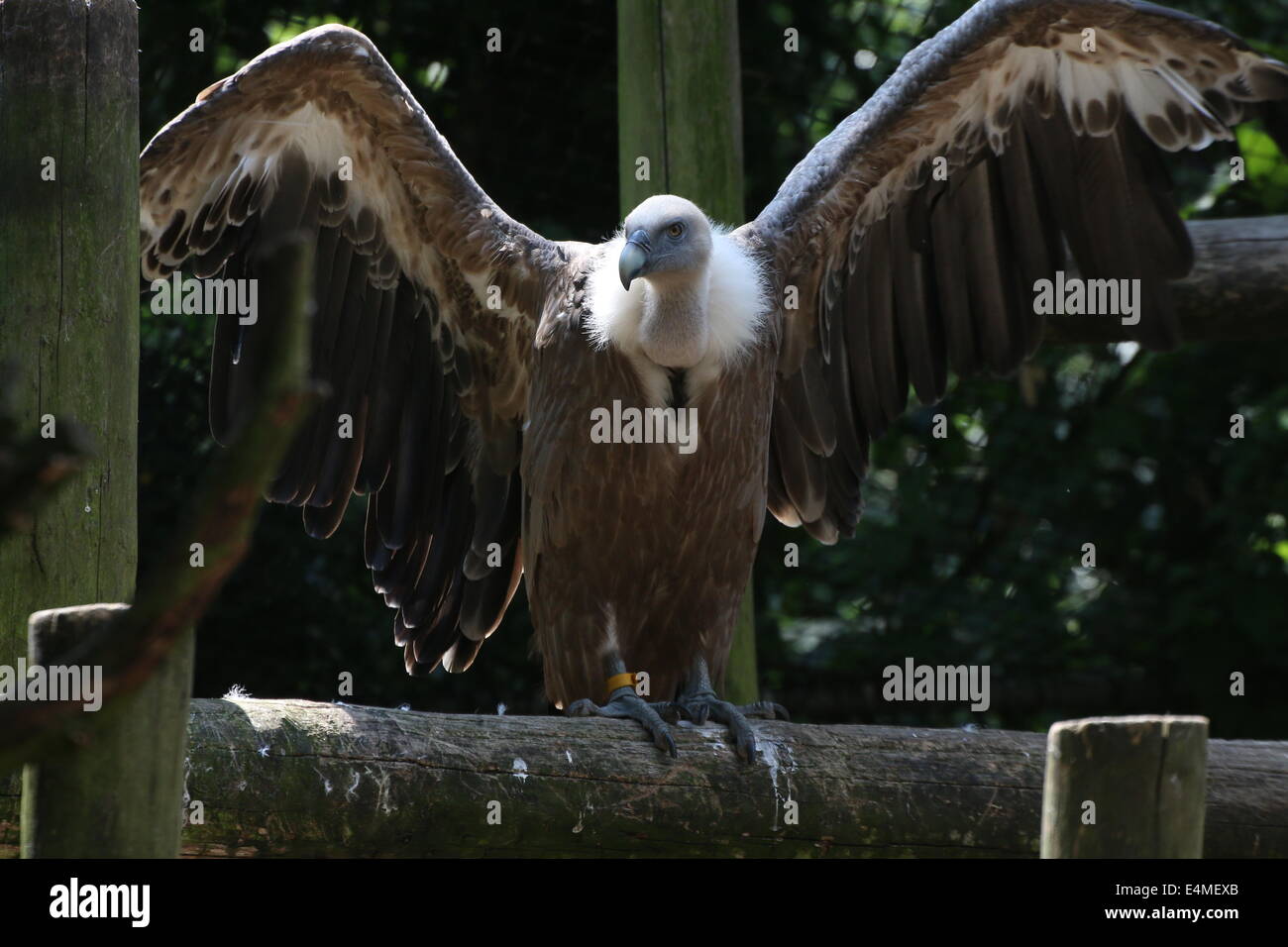 Old world Griffon vulture (Gyps fulvus), wings extended Stock Photo
