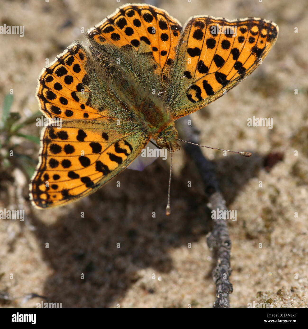 Close-up of a Queen of Spain Fritillary butterfly (Issoria lathonia) Stock Photo