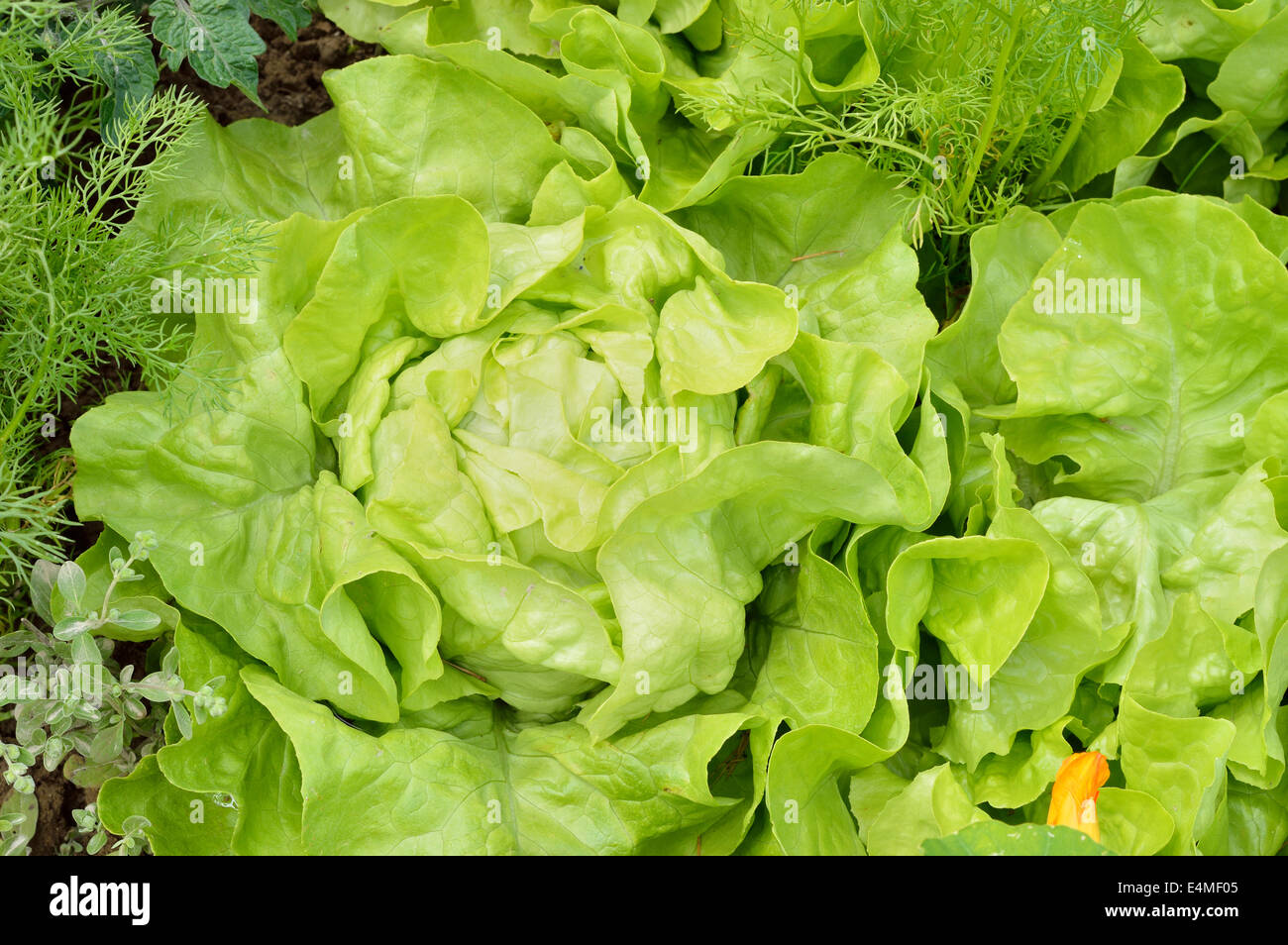 Close-up of green butterhead lettuce (Lactuca sativa) in a garden field. Organic gardening. Stock Photo
