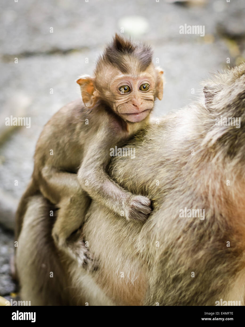 Pictures of sale cute monkeys