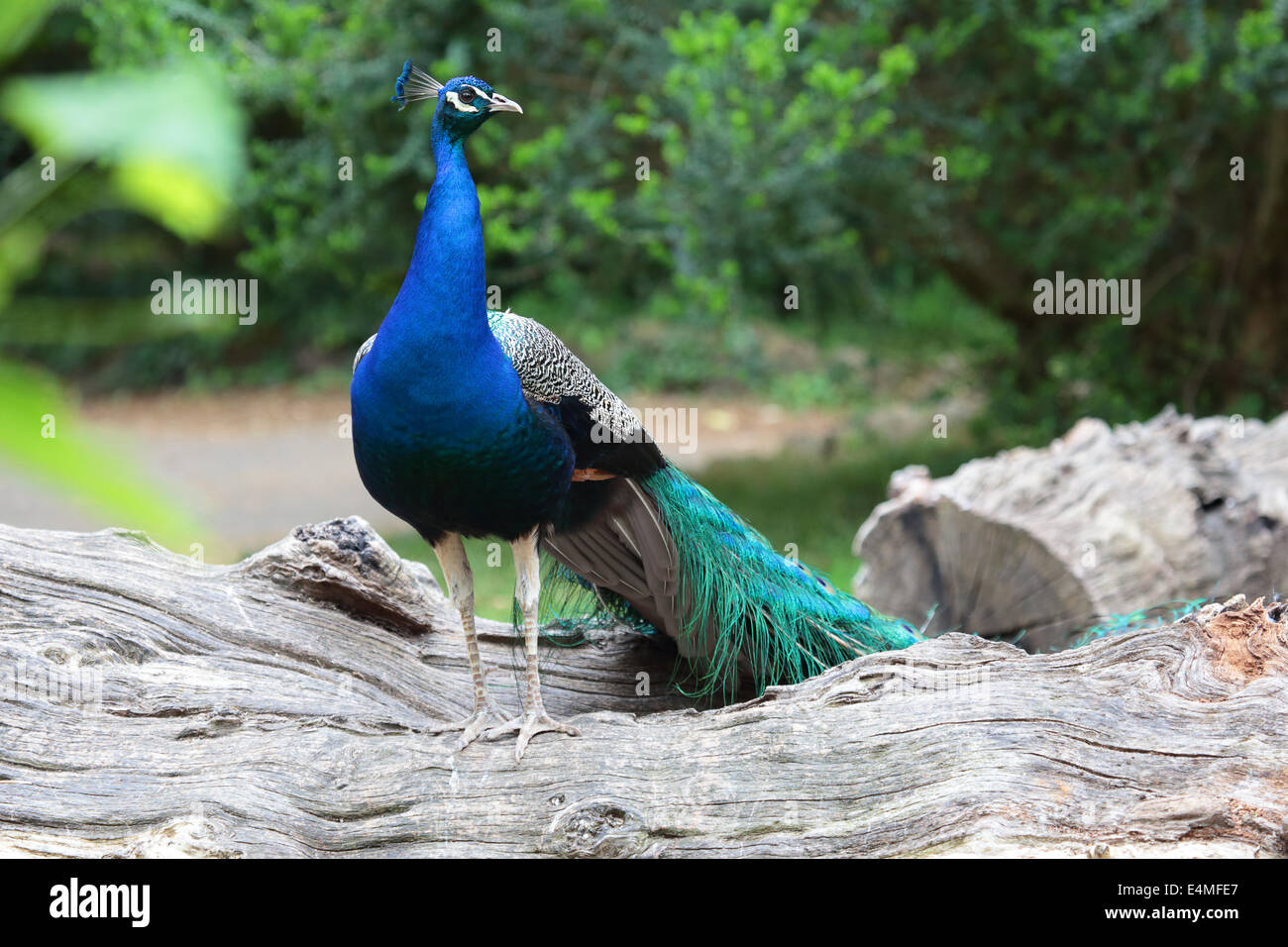 Indian peafowl (Pavo cristatus) standing on a branch Stock Photo