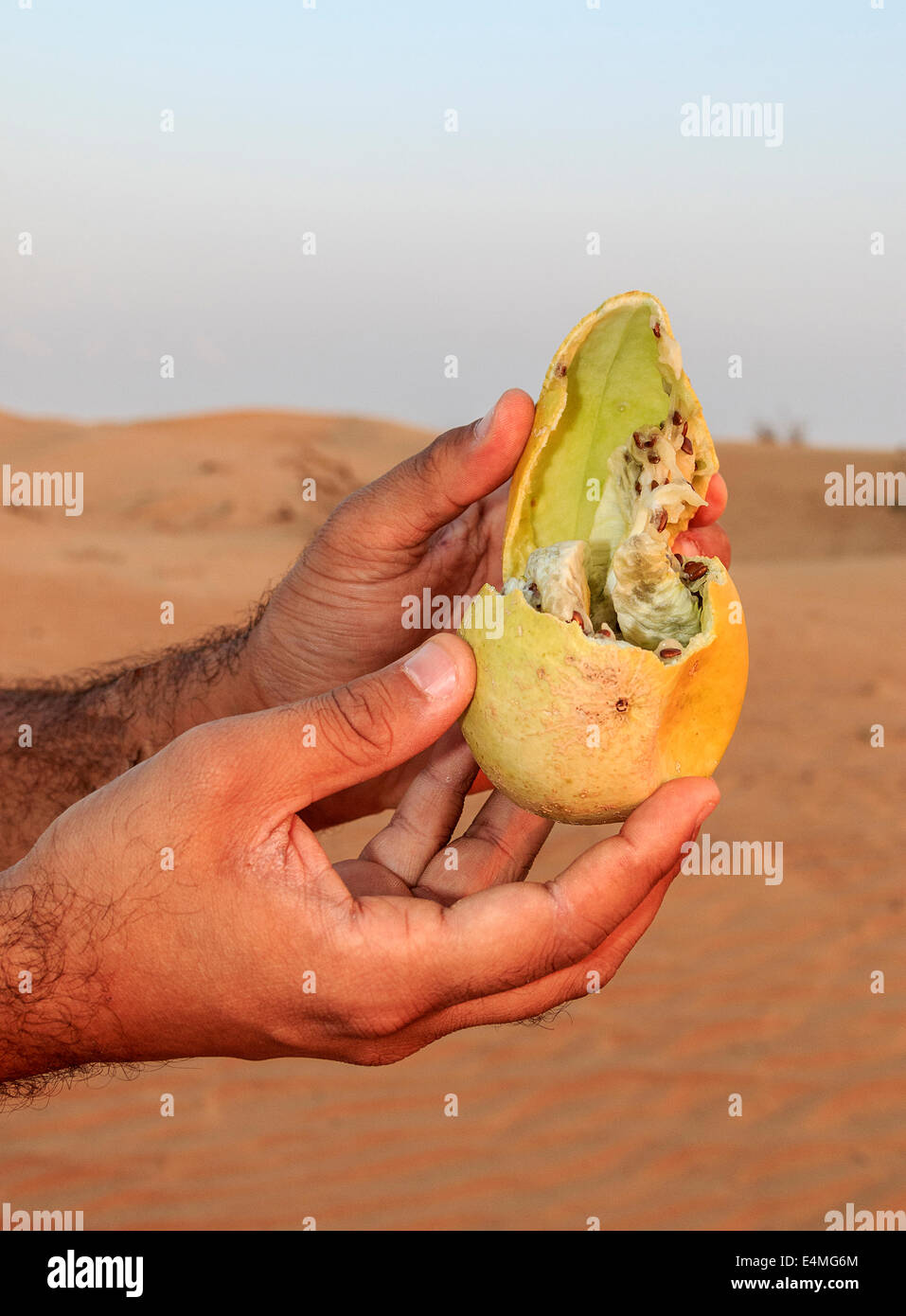 Desert gourd (Citrullus colocynthis, also called desert scotch, a desert scrub fruit used as medicine by Bedouins Stock Photo