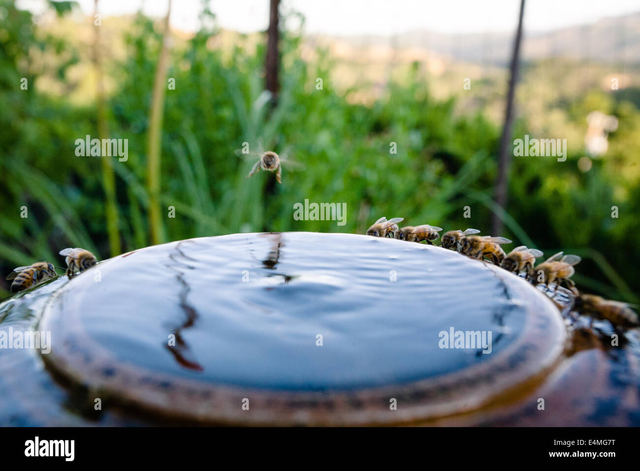 Fountain of bees hires stock photography and images Alamy