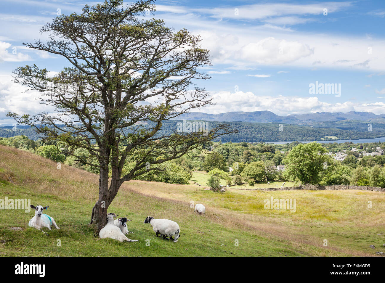 Landscape with sheep, Lake Windermere and mounains in the Lake District, UK Stock Photo