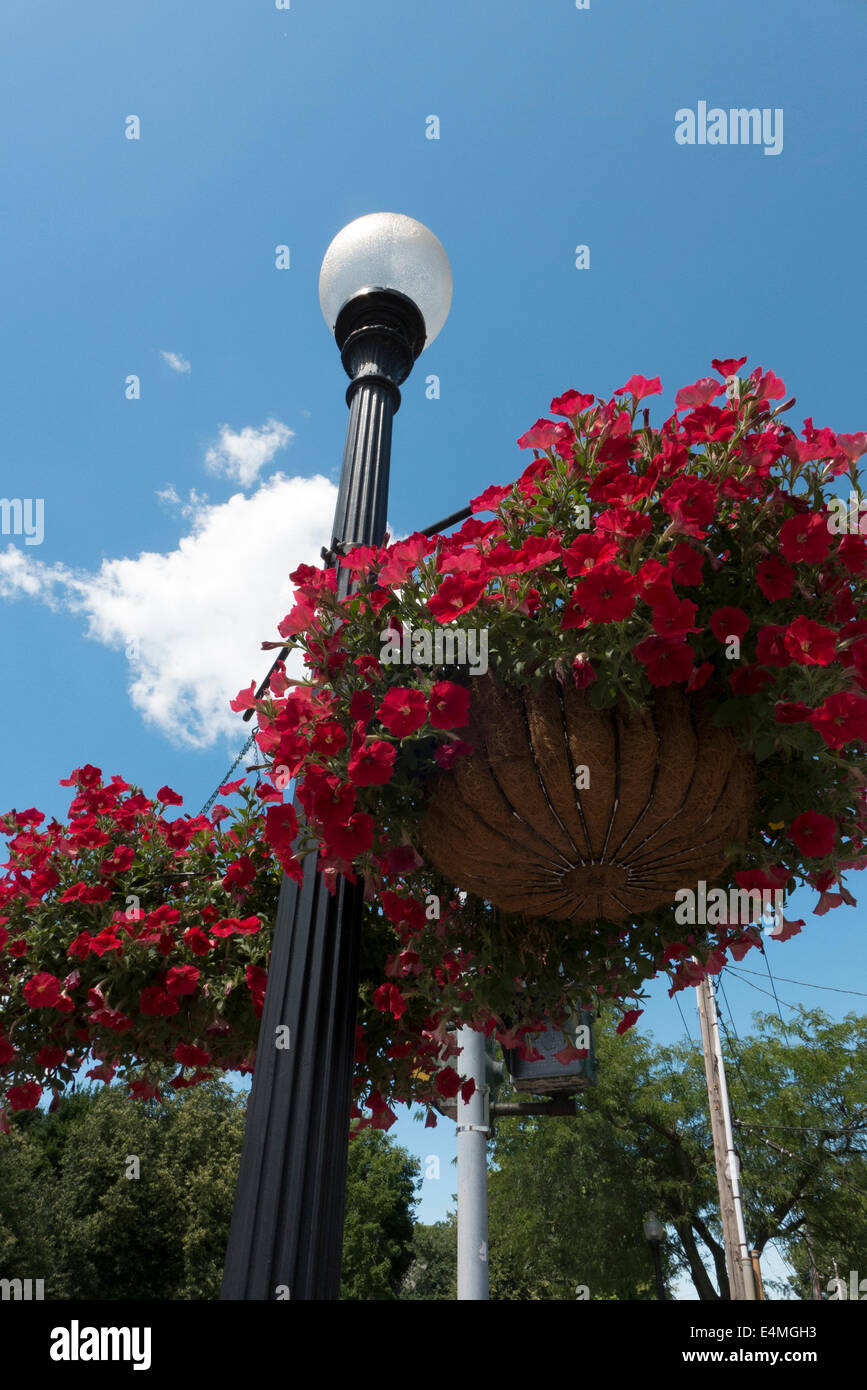 Hanging basket flowers hires stock photography and images Alamy