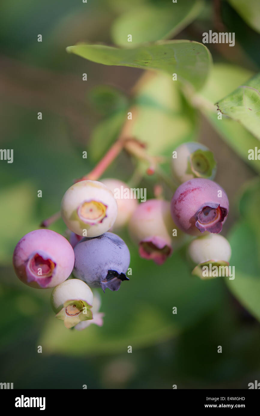 Blueberries ripening on the vine Stock Photo Alamy
