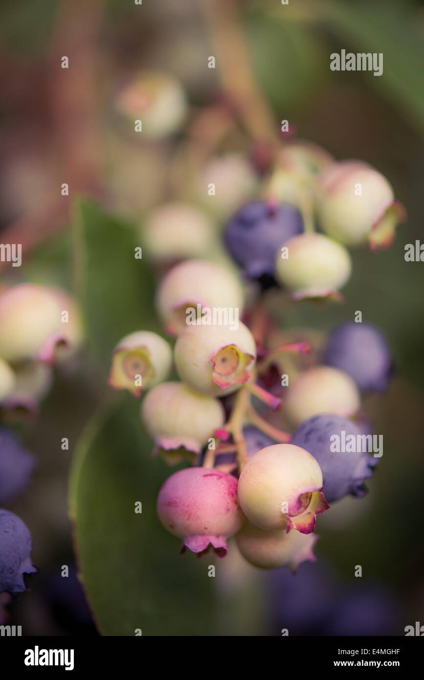 Blueberries ripening on the vine Stock Photo - Alamy