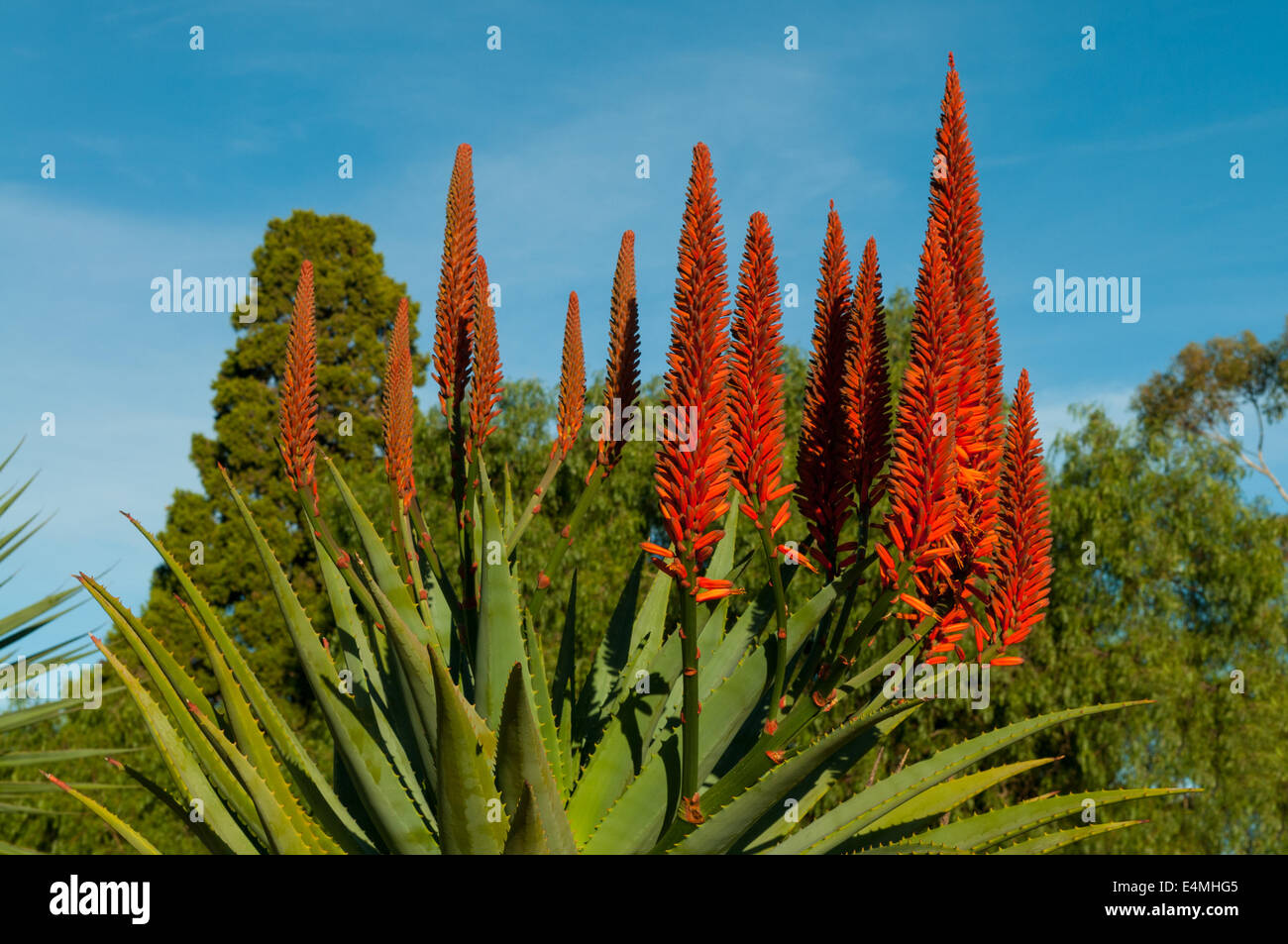 Candelabra aloe hires stock photography and images Alamy