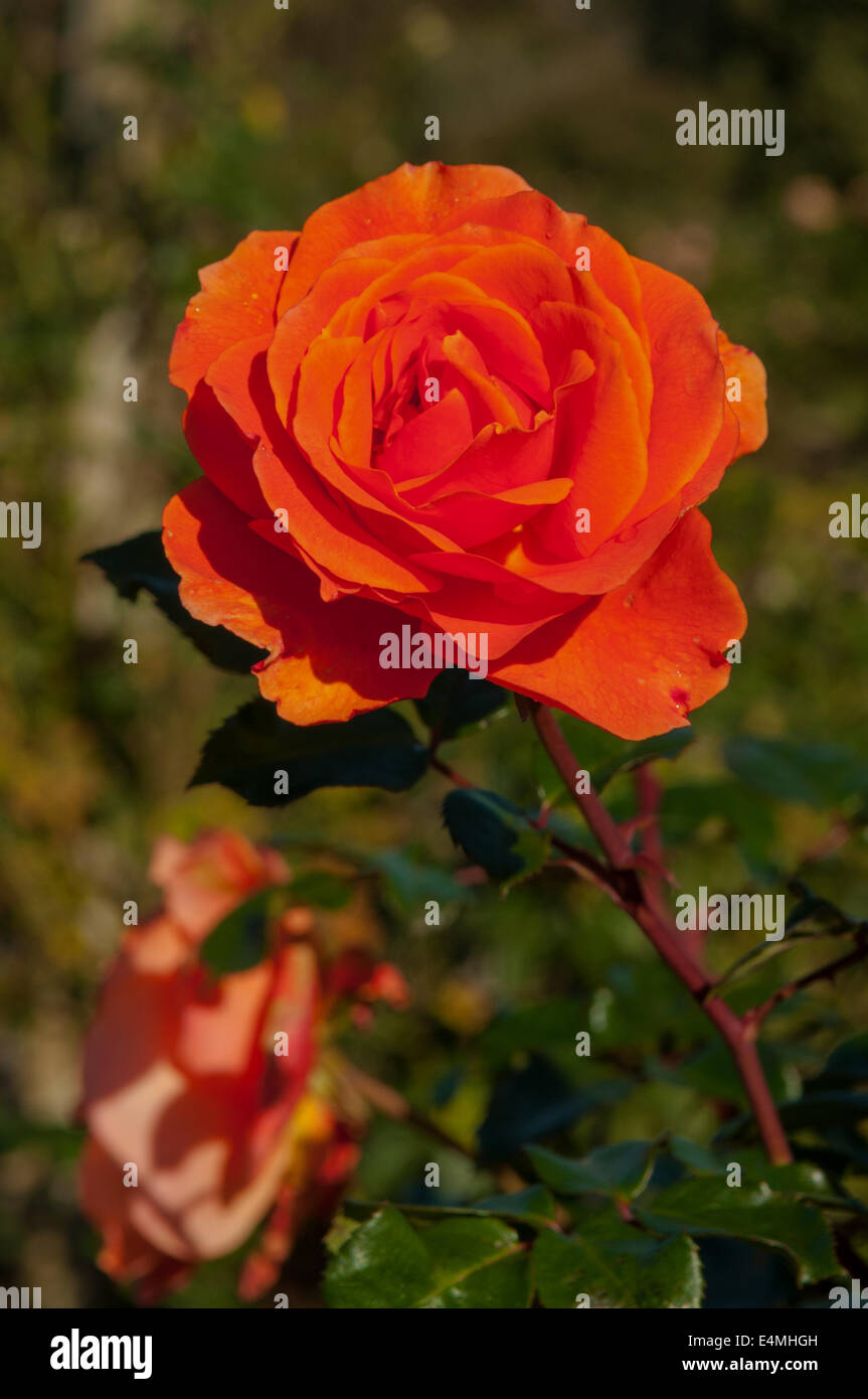 Rosa China Sunrise in The State Rose Gardens Werribee, Victoria, Australia Stock Photo