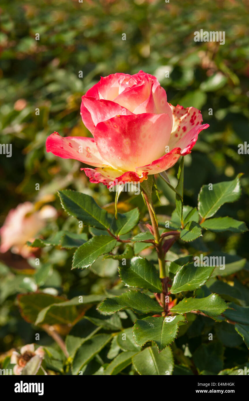 Rosa Fire and Ice in The State Rose Gardens Werribee, Victoria, Australia Stock Photo
