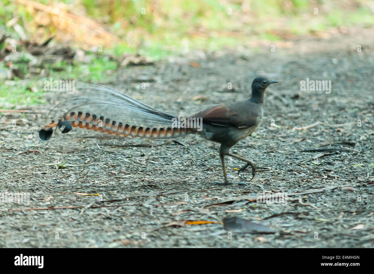 Lyrebird hi-res stock photography and images - Alamy