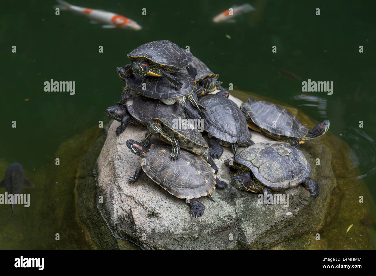 CHINA HONG KONG Ocean Park aquarium water turtle Stock Photo Alamy