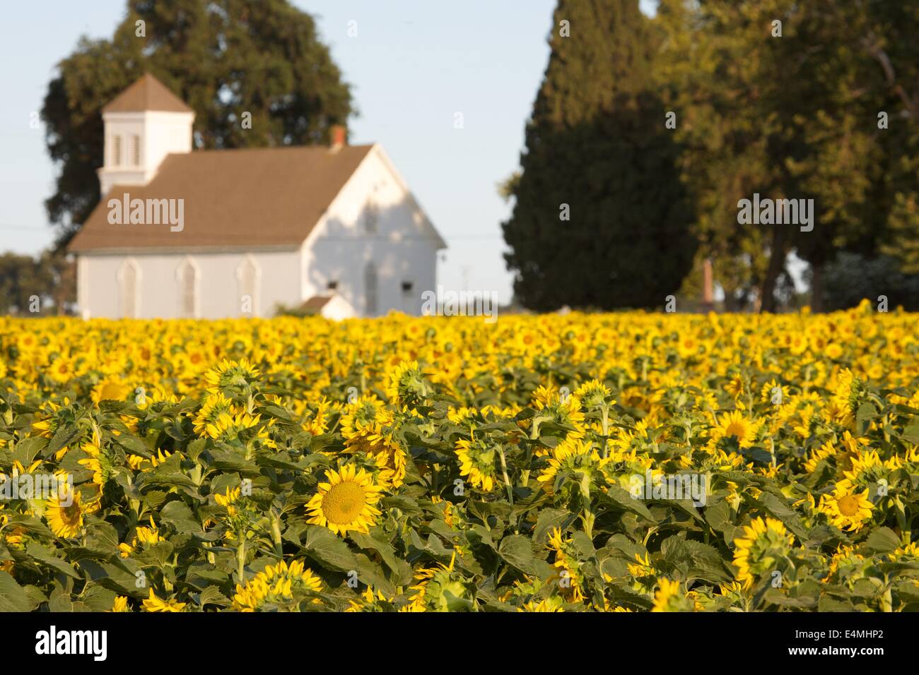 Sunflower fields in bloom near Woodland in Yolo County, California