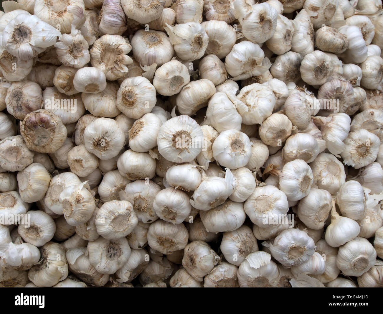 Lots of white purple Italian garlic bulbs on display for sale at an outdoor farmers market Stock