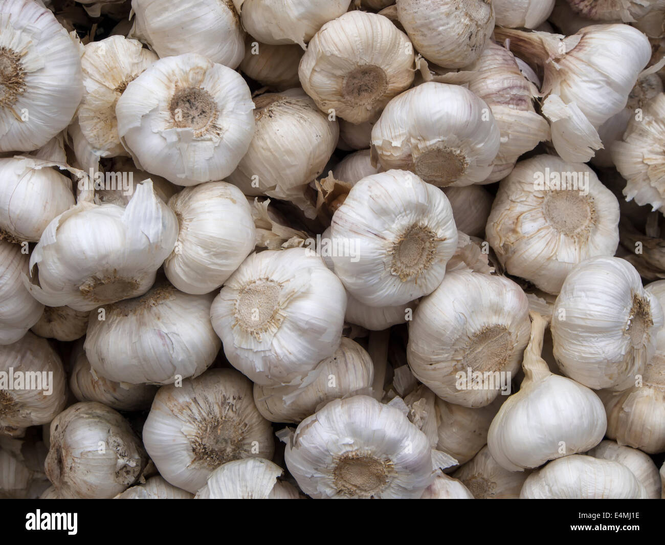 Lots of white purple Italian garlic bulbs on display for sale at an outdoor farmers market Stock