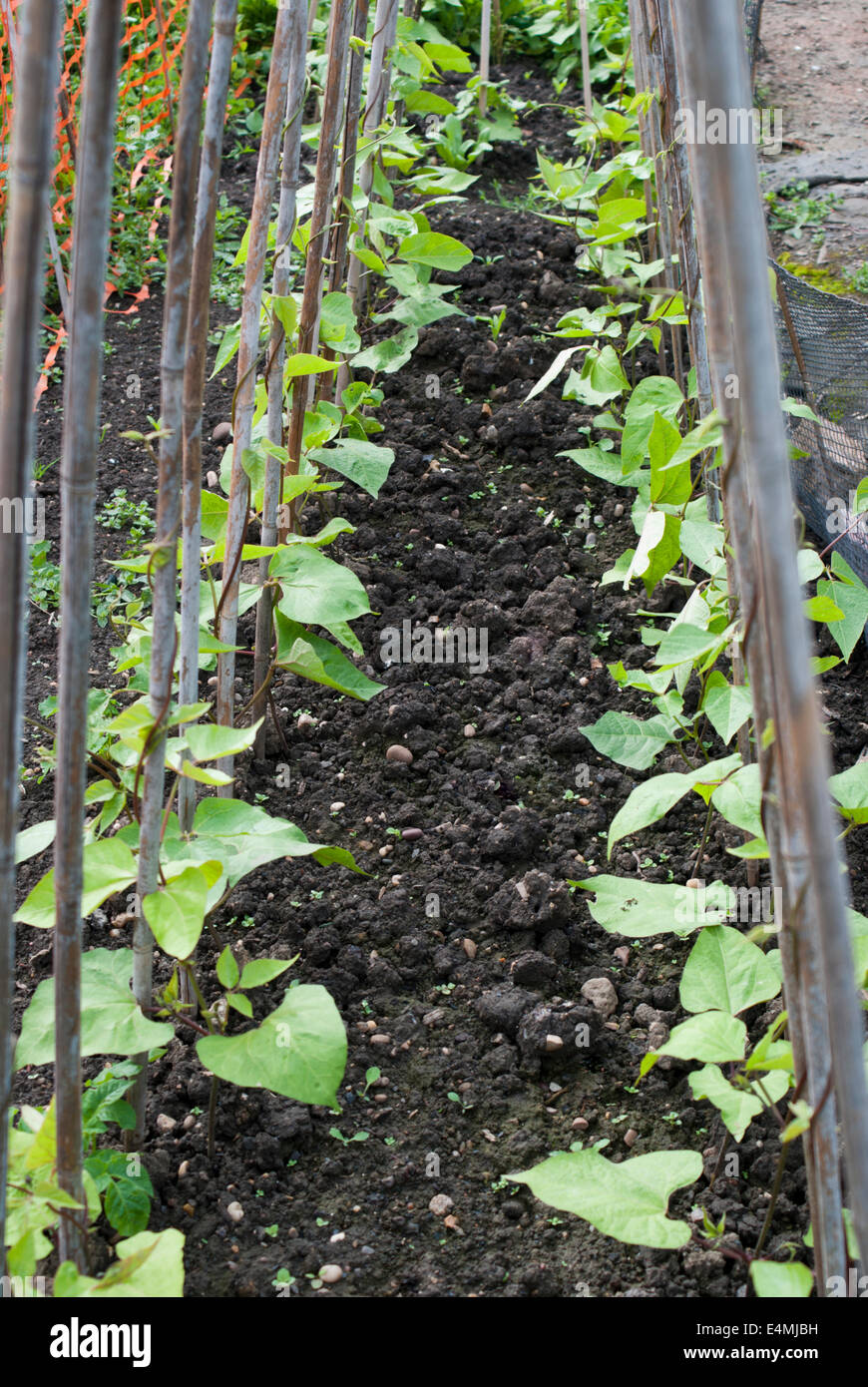Two rows of runner beans with supporting canes and protective netting