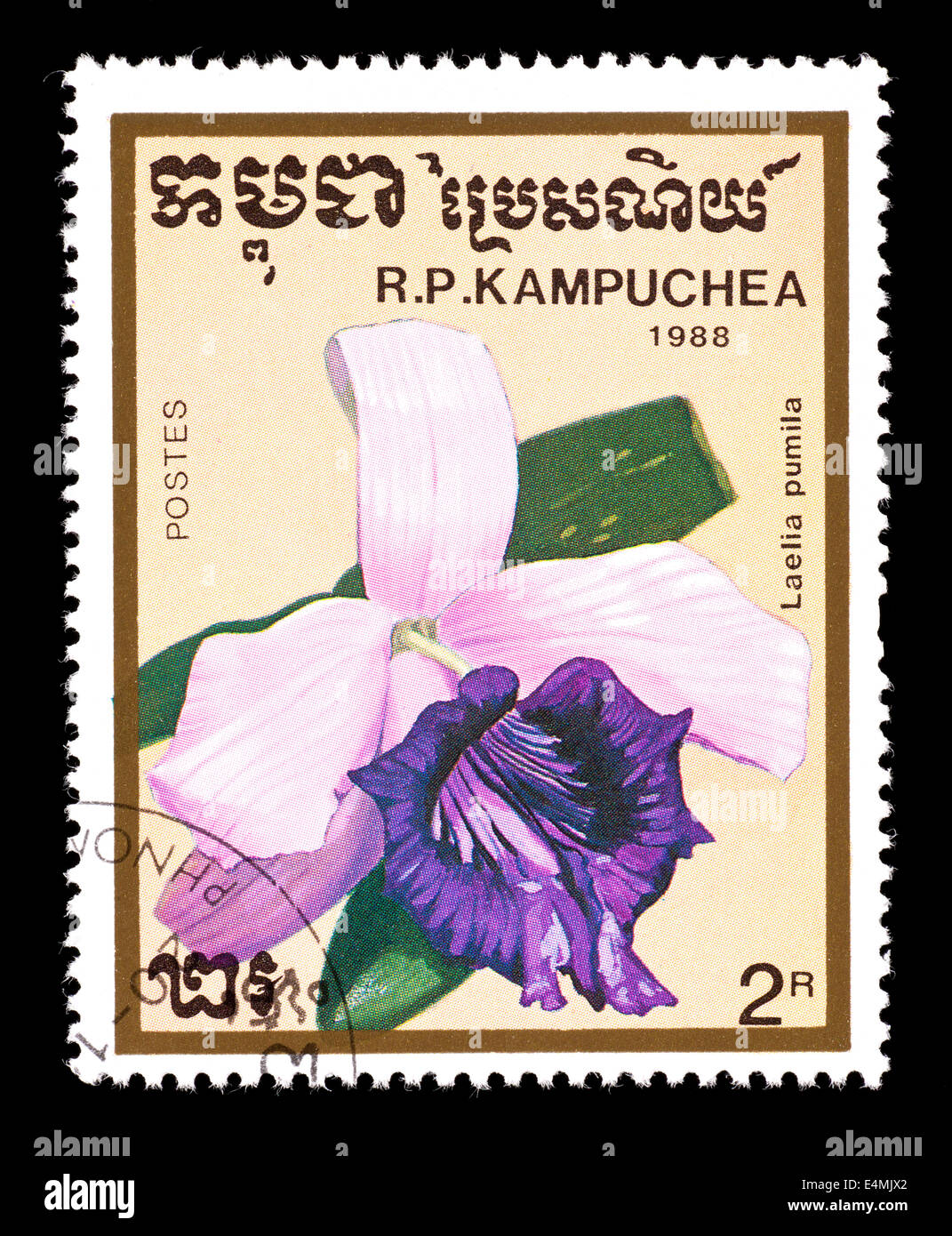 Postage stamp from Kampuchea (Cambodia) depicting a dwarf sophronitis orchid (Catteya pumilum). Stock Photo
