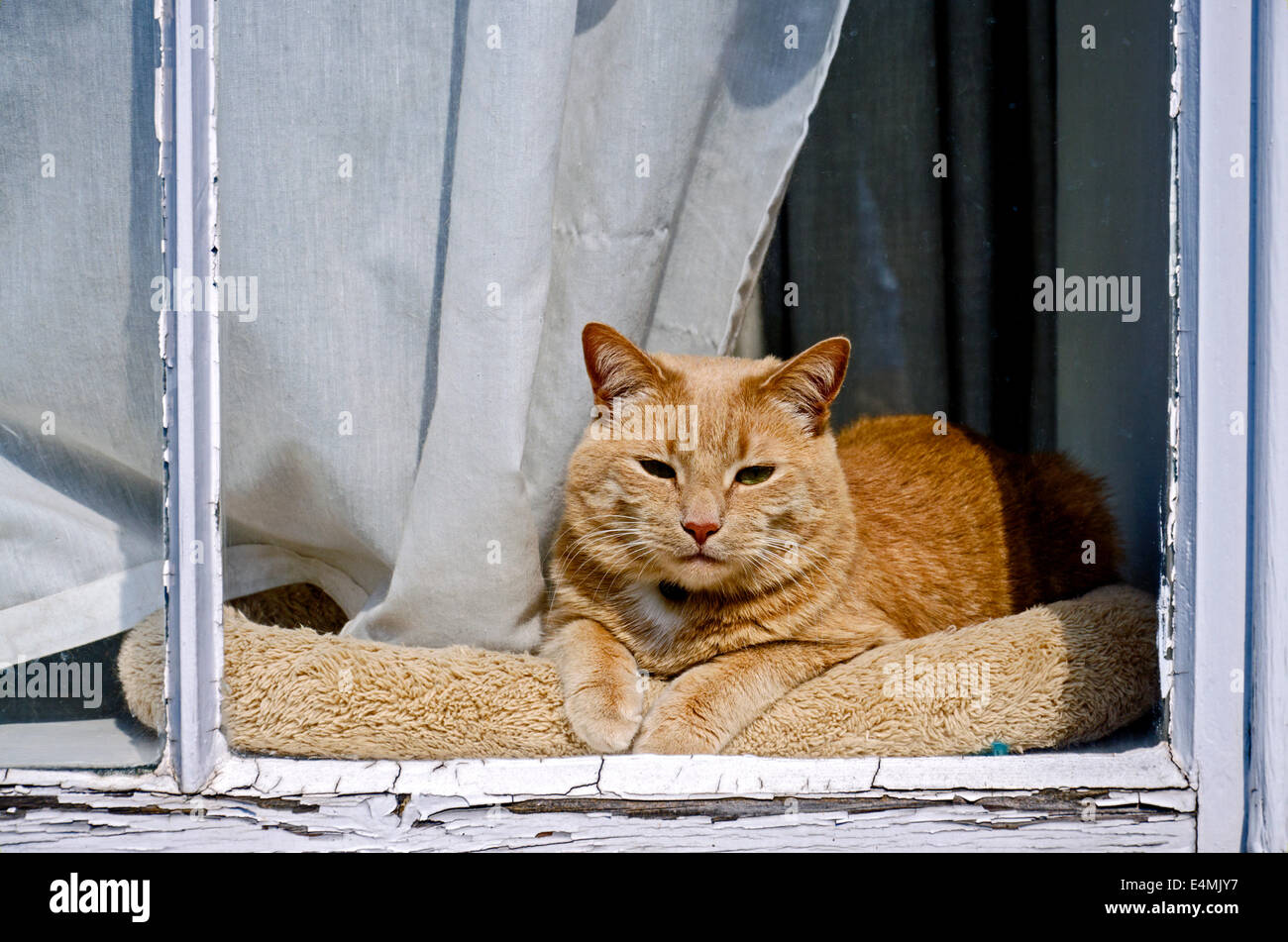 An orange cat taking in the sun on an Edinburgh windowsill. Stock Photo