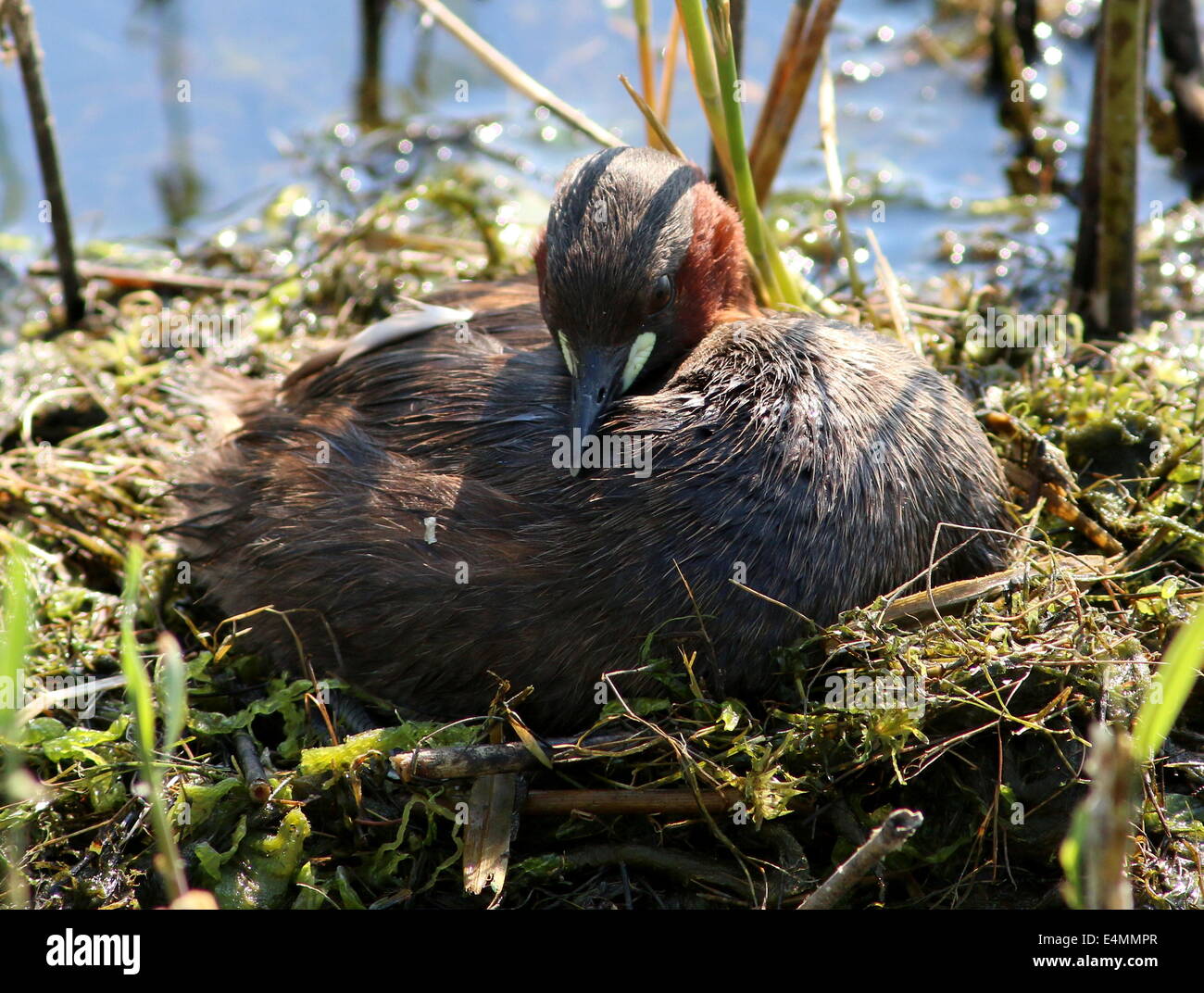 Mature Little Grebe (Tachybaptus ruficollis) brooding on the nest (10 images in series) Stock Photo