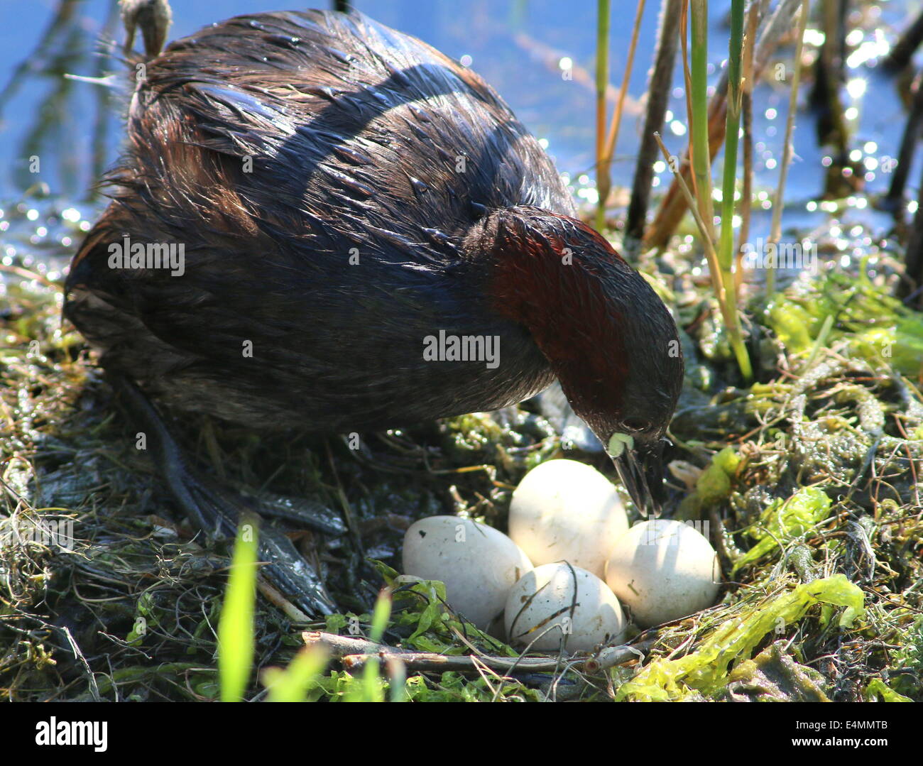 Mature Little Grebe (Tachybaptus ruficollis) checking on her eggs  in the nest (10 images in series) Stock Photo
