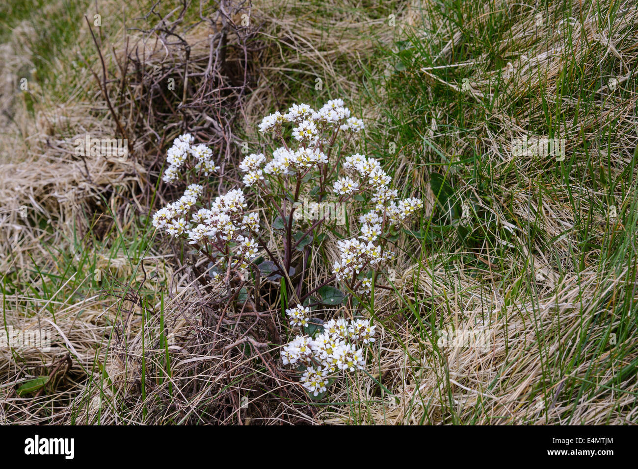 Common Scurvygrass, Cochlearia officinalis, on cliffs near Balcary Bay, Solway Firth, Dumfries & Galloway, Scotland Stock Photo