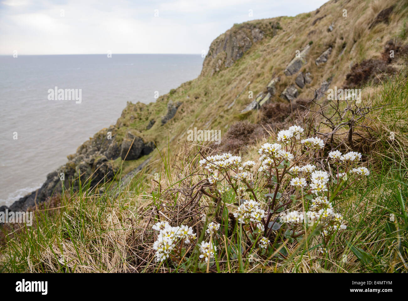 Common Scurvygrass, Cochlearia officinalis, on cliffs near Balcary Bay, Solway Firth, Dumfries & Galloway, Scotland Stock Photo