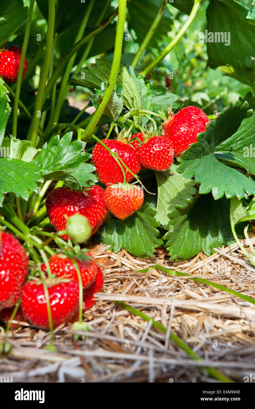 Closeup of fresh organic strawberries Stock Photo - Alamy