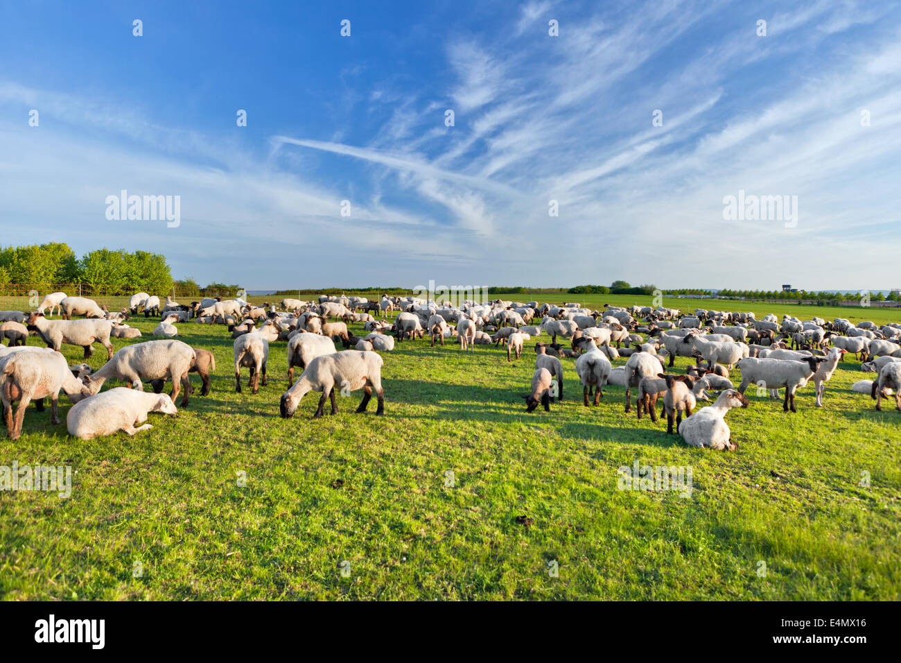 A summer landscape and herd sheep Stock Photo - Alamy