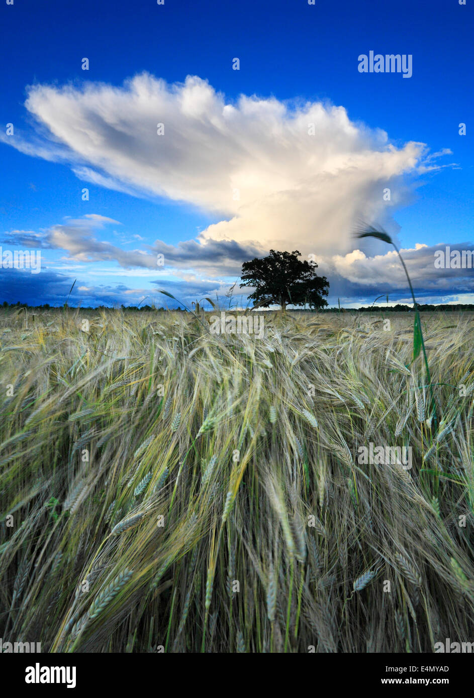 Beautiful cloud over wheat field Stock Photo