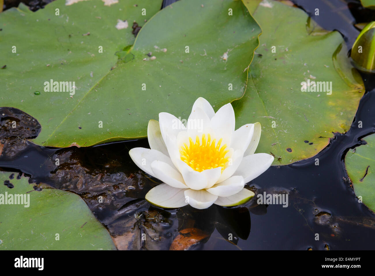 White Water-lily, Nymphaea alba, Wildflower Stock Photo