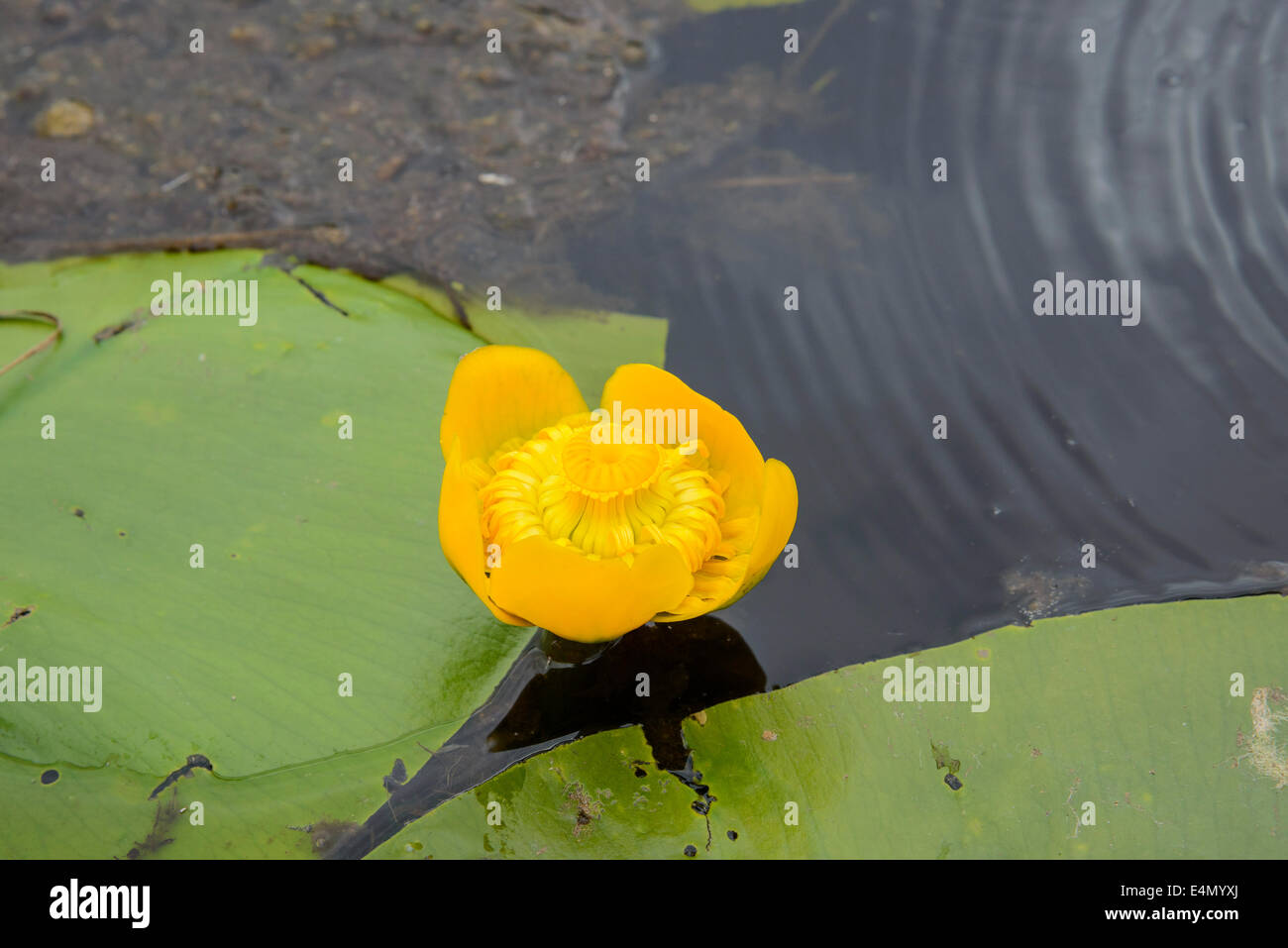 Yellow Water-lily, Nuphar lutea, Wildflower, native water-lily on Stroan Loch, Galloway Forest, Dumfries & Galloway, Scotland Stock Photo