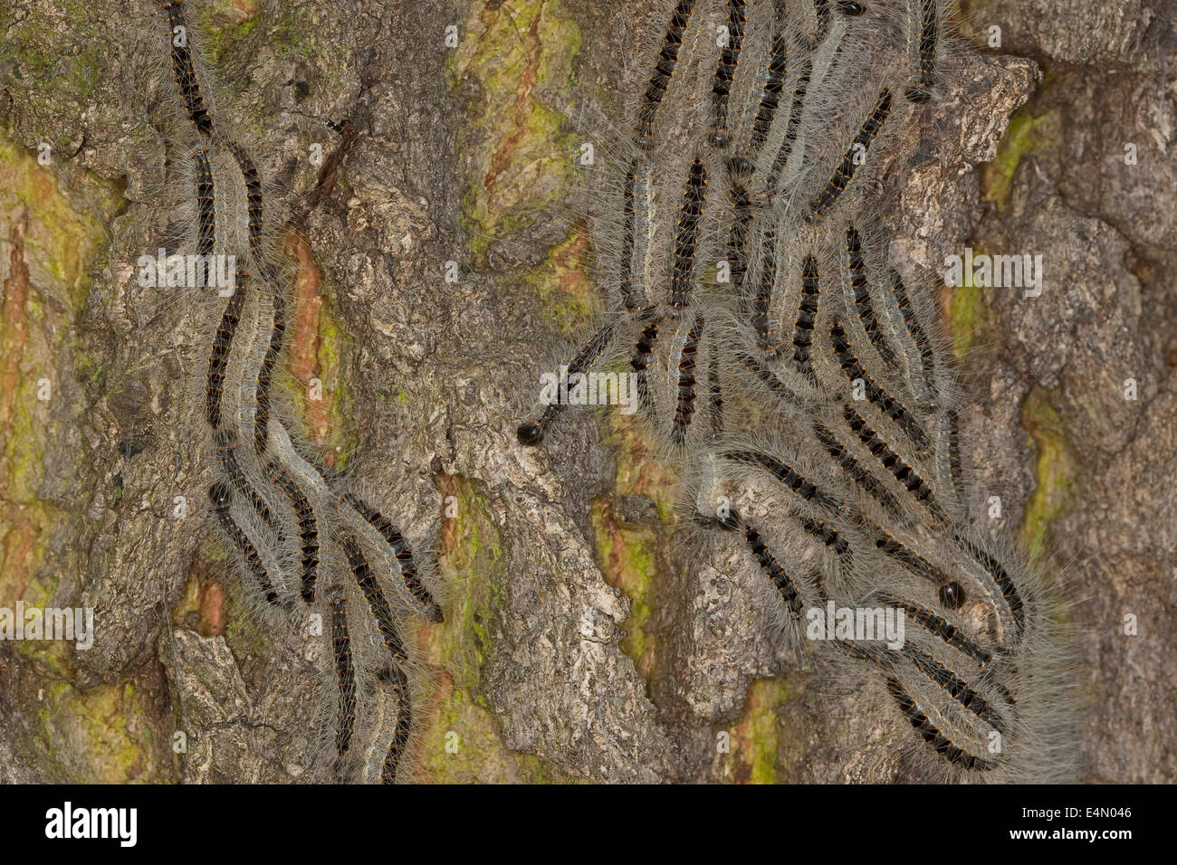 Oak processionary moth, procession, Eichen-Prozessionsspinner, Eichenprozessionsspinner, Prozession, Thaumetopoea processionea Stock Photo