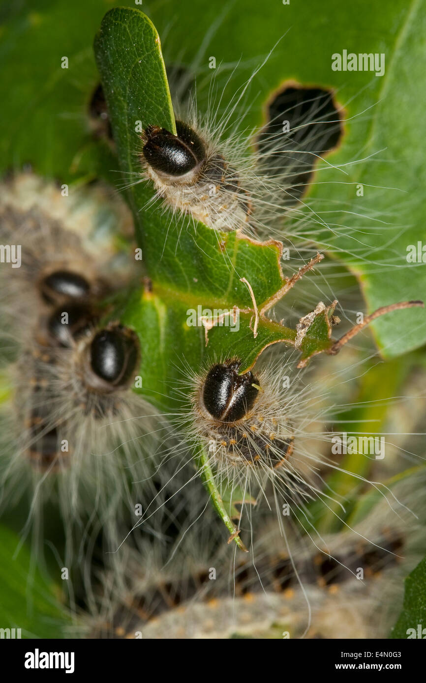 Oak Processionary Moth, Procession, Eichen-Prozessionsspinner