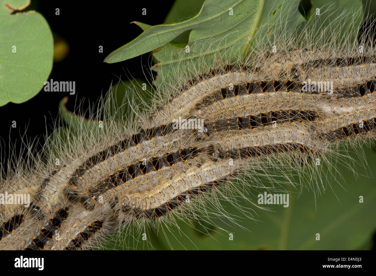 Oak processionary moth, procession, Eichen-Prozessionsspinner,  Eichenprozessionsspinner, Prozession, Thaumetopoea processionea Stock Photo  - Alamy