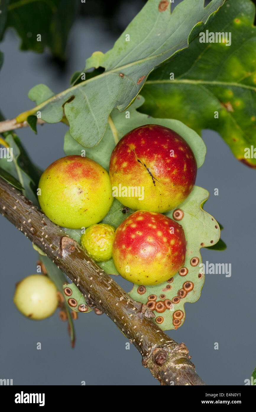 common oak gallwasp, oak leaf cherry-gall cynipid, cherry gall, Eichengallen, Eichengalle, Eichengallwespe, Cynips quercusfolii Stock Photo