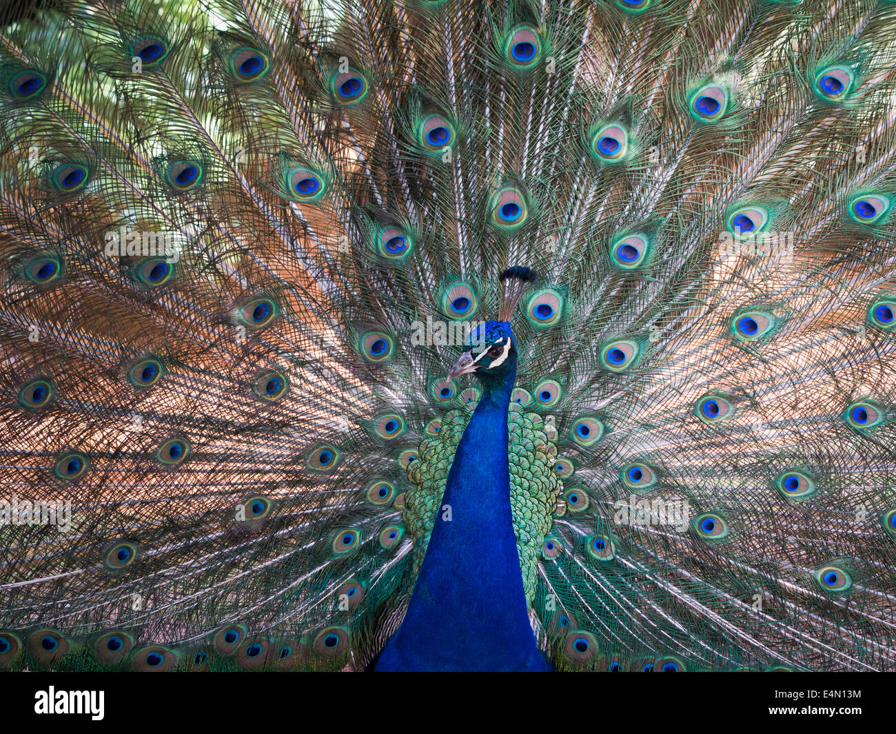 The head and neck of a male Indian peacock against the background of the train of displaying tail feathers Stock Photo