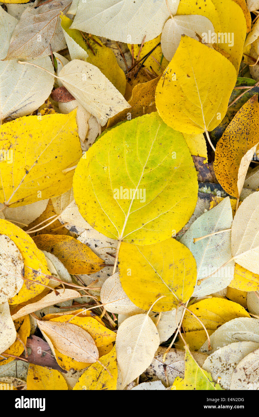 background of yellow and dry autumn leaves Stock Photo - Alamy