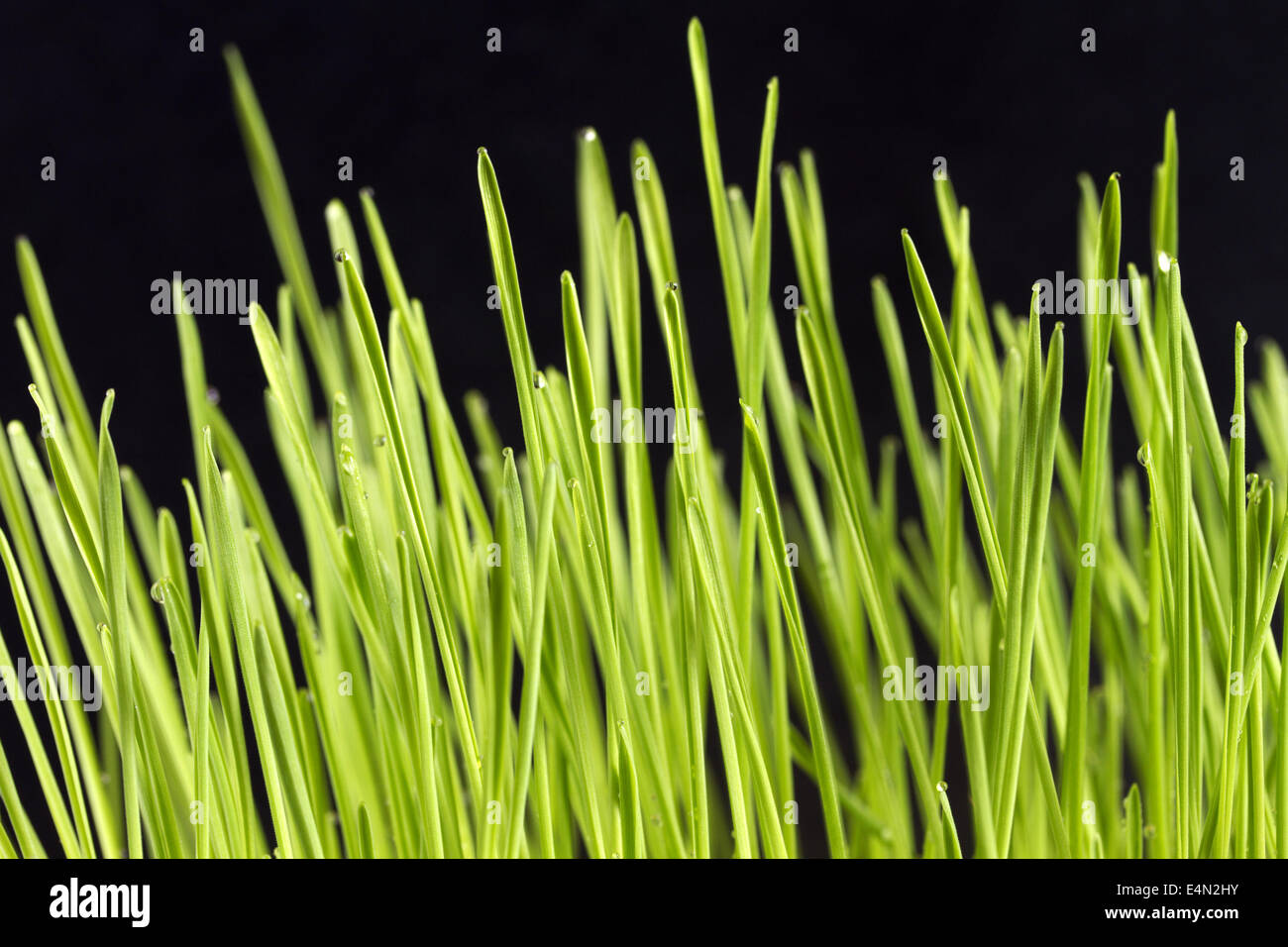 Cat vomit hires stock photography and images Alamy