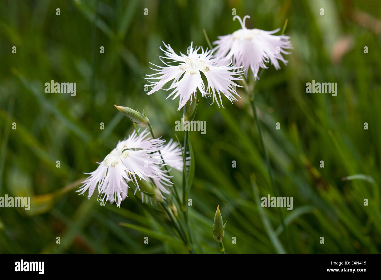 Dianthus monspessulanus. Fringed pink flowers. Stock Photo